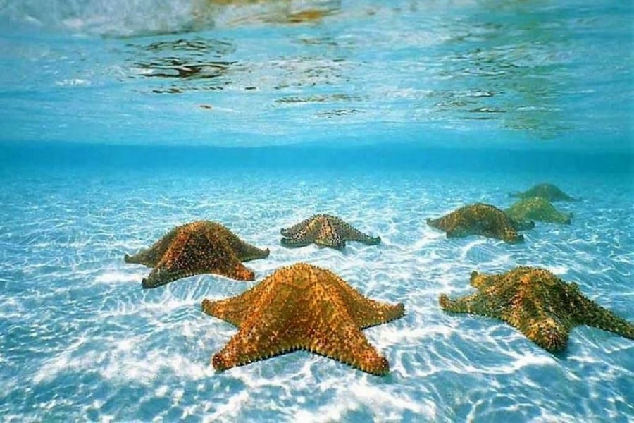 CARIBE R.D Tours Puna Cana - Isla Saona, Isla Catalina.